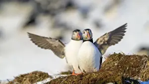 Atlantic Puffin Fratercula Arctica Prints: Atlantic puffin (Fratercula arctica) at Hornøya island, Norway