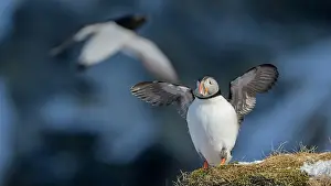Atlantic Puffin Fratercula Arctica Prints: Atlantic puffin (Fratercula arctica) at Hornøya island, Norway