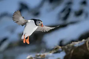 Atlantic Puffin Fratercula Arctica Prints: Atlantic puffin (Fratercula arctica) at Hornøya island, Norway