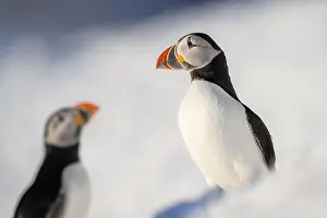Atlantic Puffin Prints: Atlantic puffin (Fratercula arctica) at Hornøya island, Norway