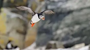 Atlantic Puffin Prints: Atlantic puffin (Fratercula arctica) at Hornøya island, Norway
