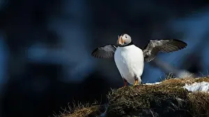 Fratercula Arctica Prints: Atlantic puffin (Fratercula arctica) at Hornøya island, Norway