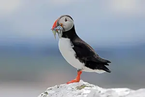 Fratercula Arctica Prints: An Atlantic Puffin (Fratercula arctica) with sandeels on Inner Farne