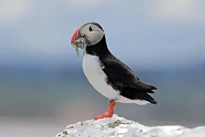 Fratercula Arctica Prints: An Atlantic Puffin (Fratercula arctica) with sandeels on Inner Farne