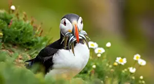 Beautiful Mountain Prints: Atlantic puffin Iceland (Fratercula arctica)