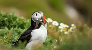 Beautiful Mountain Prints: Atlantic puffin Iceland (Fratercula arctica)