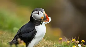 Beautiful Mountain Prints: Atlantic puffin Iceland (Fratercula arctica)