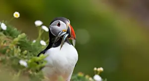 Beautiful Mountain Prints: Atlantic puffin Iceland (Fratercula arctica)