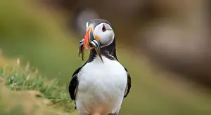 Beautiful Mountain Prints: Atlantic puffin Iceland (Fratercula arctica)
