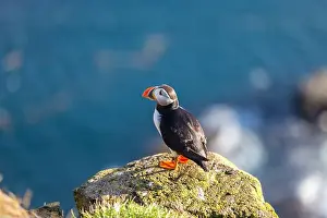 Puffins Prints: Atlantic puffin in Western Iceland