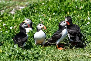 Faroe Islands Prints: Atlantic Puffins (Fratercula arctica) on The Farne Islands in Northumberland, UK