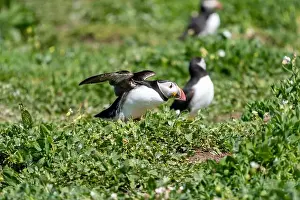 Faroe Islands Prints: Atlantic Puffins (Fratercula arctica) on The Farne Islands in Northumberland, UK