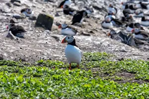 Faroe Islands Prints: Atlantic Puffins (Fratercula arctica) on The Farne Islands in Northumberland, UK