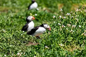 Faroe Islands Prints: Atlantic Puffins (Fratercula arctica) on The Farne Islands in Northumberland, UK