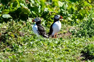 Faroe Islands Prints: Atlantic Puffins (Fratercula arctica) on The Farne Islands in Northumberland, UK
