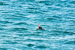 Faroe Islands Prints: An Atlantic Puffins (Fratercula arctica) flying over the sea heading to The Farne Islands in Northumberland