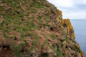 Puffins Prints: Atlantic puffins resting on a grassy cliff overlooking the ocean in Iceland