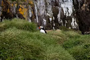 Puffins Prints: Atlantic puffins resting on a grassy cliff overlooking the ocean in Iceland
