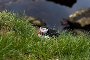 Puffins Prints: Atlantic puffins resting on a grassy cliff overlooking the ocean in Iceland