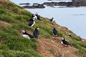 Puffins Prints: Atlantic puffins resting on a grassy cliff overlooking the ocean in Iceland