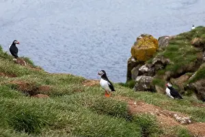 Puffins Prints: Atlantic puffins resting on a grassy cliff overlooking the ocean in Iceland