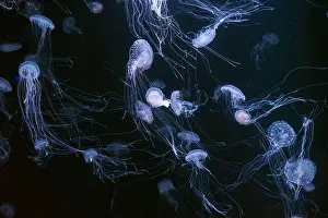 Atlantic sea nettle, Chrysaora quinquecirrha