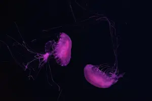 Nettle Prints: Atlantic sea nettle, Chrysaora quinquecirrha