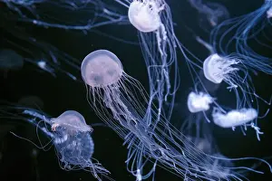 Medusa Prints: Atlantic sea nettle, Chrysaora quinquecirrha