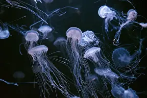 Medusa Prints: Atlantic sea nettle, Chrysaora quinquecirrha