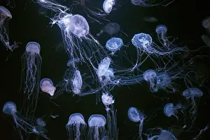 Medusa Prints: Atlantic sea nettle, Chrysaora quinquecirrha