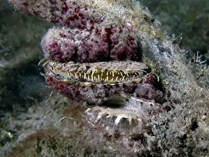Oyster Prints: An Atlantic Thorny Oyster (Spondylus americanus) in Florida, USA