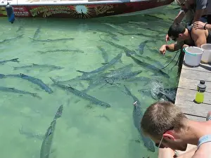 Staaten Prints: Atlantische Tarpune (Megalops atlanticus) warten auf Fischfütterung durch Touristen