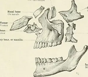 Booksubjectanatomy Prints: An atlas of human anatomy for students and physicians