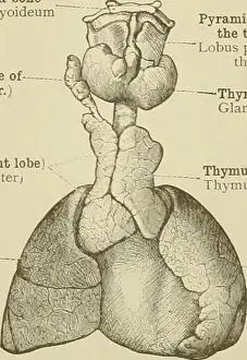 Booksubjectanatomy Prints: An atlas of human anatomy for students and physicians