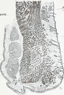 An atlas of human anatomy for students and physicians
