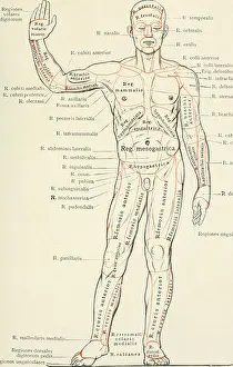 Booksubjectanatomy Prints: An atlas of human anatomy for students and physicians