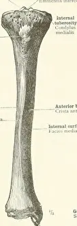 Bookdecade1910 Prints: An atlas of human anatomy for students and physicians