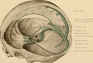 Atlas and text-book of topographic and applied anatomy