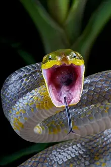 Rat Snake Prints: Attacking snake ! Gonyosoma oxycephalum / Red-tailed green ratsnake