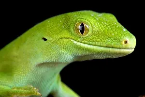 The Auckland green gecko (Naultinus elegans)