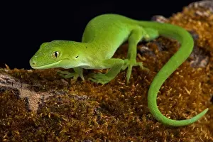 Daygecko Prints: The Auckland green gecko (Naultinus elegans)