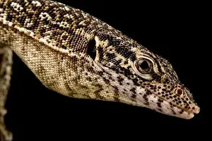 Island Endemic Prints: Auffenbergs monitor (Varanus auffenbergi)