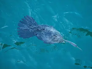 Tail Feathers Prints: Australasian Darter bird underwater diving through the blue Harbour sea water looking for food