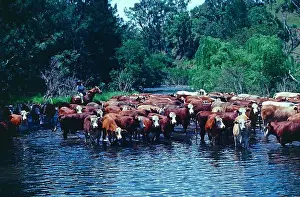 Farm Animals Prints: Australia. Animal farming. Hereford Cattle herd in stream with rider on horseback