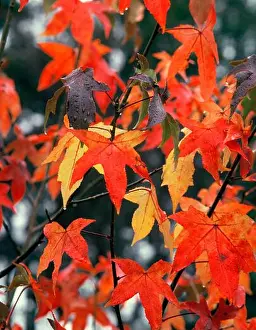 Autumn Leaves Prints: Australia. Maple tree leaves close up. Autumn / fall