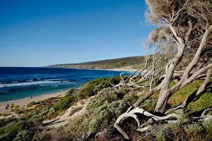 Windswept Prints: Australia, Margaret River, Yallingup, Trees at beach