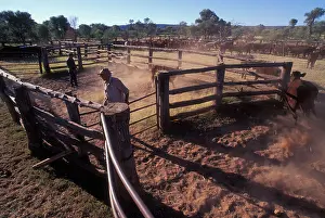 Watches Prints: Australia Northern Territory MR Terry Karger supervises cattle drive at Orange Creek Station near Alice Springs