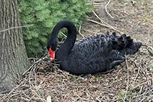 New Jersey Prints: Australian Black Swan, Cygnus atratrus