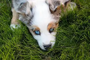 Room For Copy Prints: Australian Shepherd puppy with blue eyes, laying in the grass