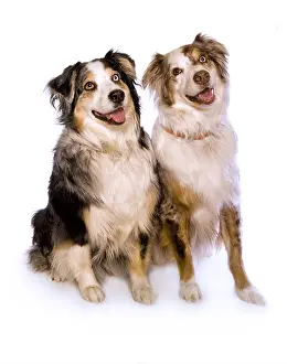 Alive Prints: Two Australian Shepherds sitting together isolated on white